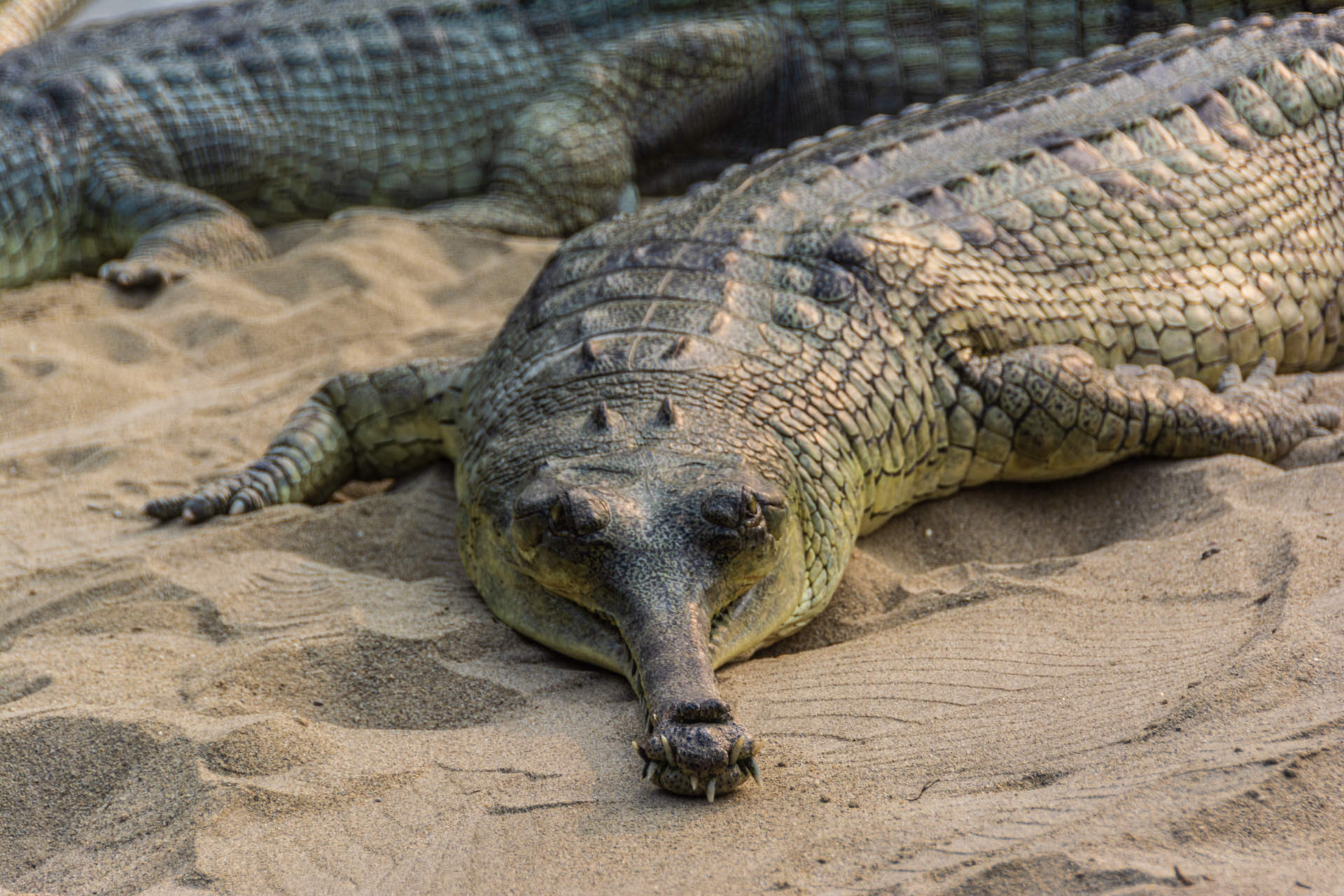 Chitwan Crocodile Breeding Project